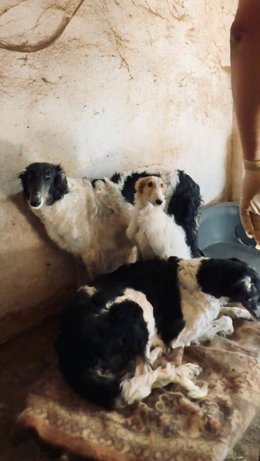 Týranie zvierat pri Nitre: Veterinári objavili desiatky psov v hrozných podmienkach