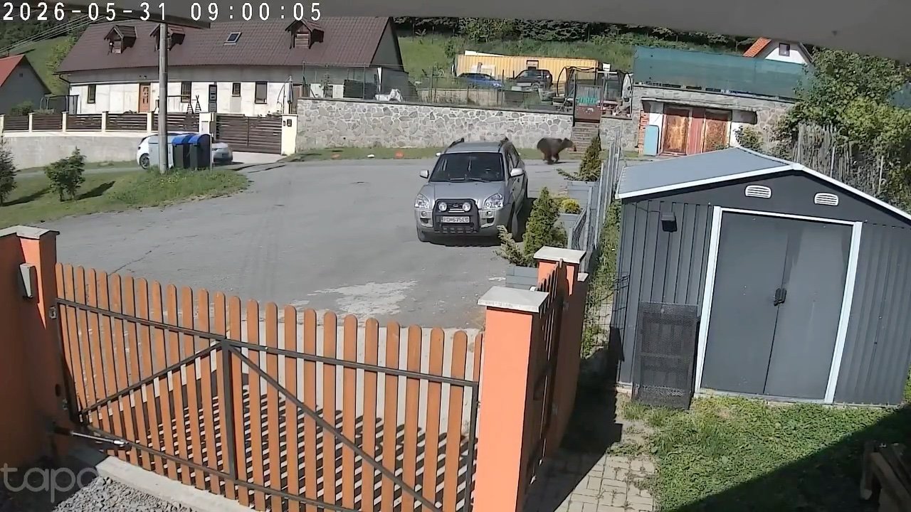 Desivé video z osady pri Krupine. Medveď za bieleho dňa bežal priamo medzi domami.