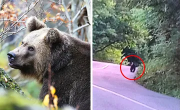Obec na Horehroní upozorňuje na medveďa, starosta kontaktoval zásahový tím, v týchto lokalitách buďte ostražití