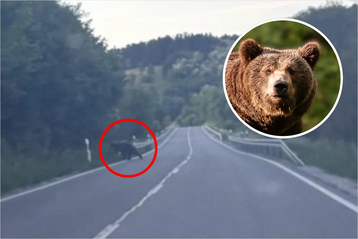Cez cestu neďaleko Banskej Bystrice často prebiehajú medvede