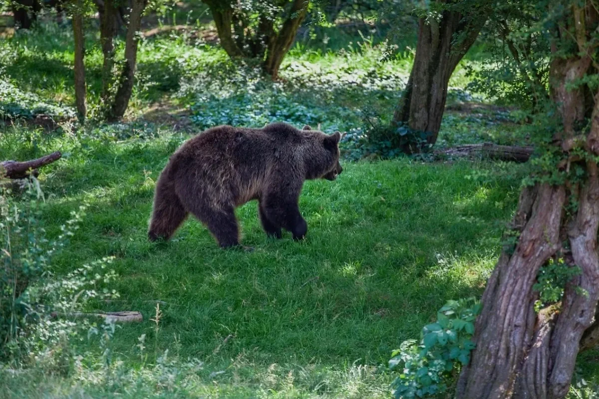 Ďalšia obec na východe upozornila na výskyt medveďa