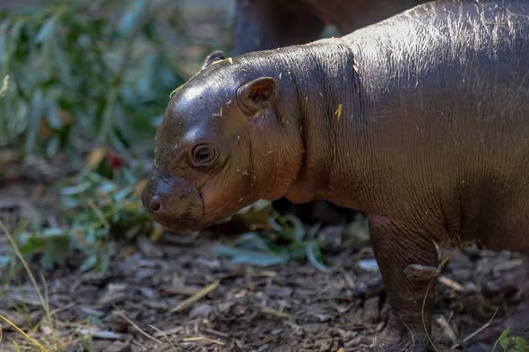 FOTO Úžasná správa z bratislavskej zoo. Narodila sa rozkošná Bawu