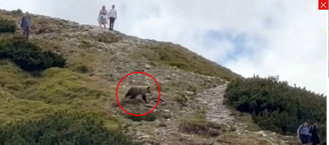 Tatry: Medveď vystrašil turistov priamo na chodníku. „Objavil sa ako duch“