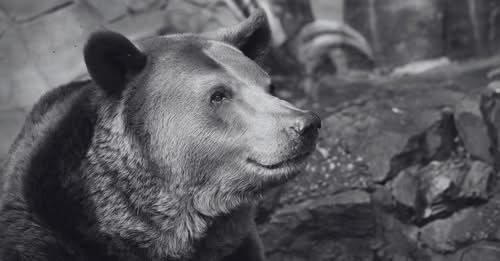ZOO Bratislava smúti: Medveď Felix musel byť utratený po vážnych zdravotných problémoch