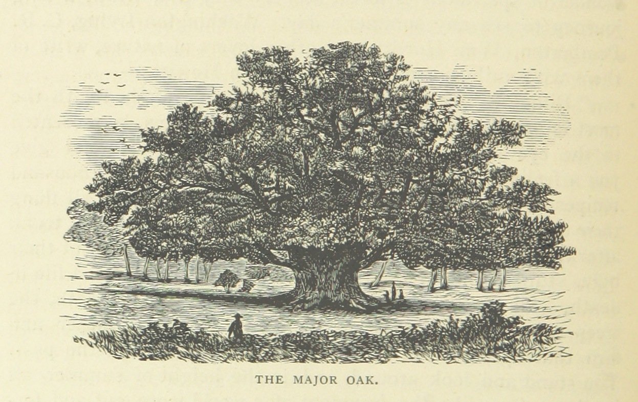 Foto: John Taylor / Wikimedia Commons, CC0 · https://commons.wikimedia.org/wiki/File:Book_Illustration_of_The_Major_Oak.jpg