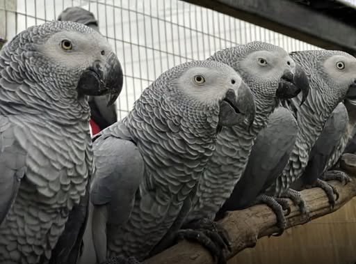 Päť papagájov museli v zoo oddeliť. Šikanovali návštevníkov a nadávali im