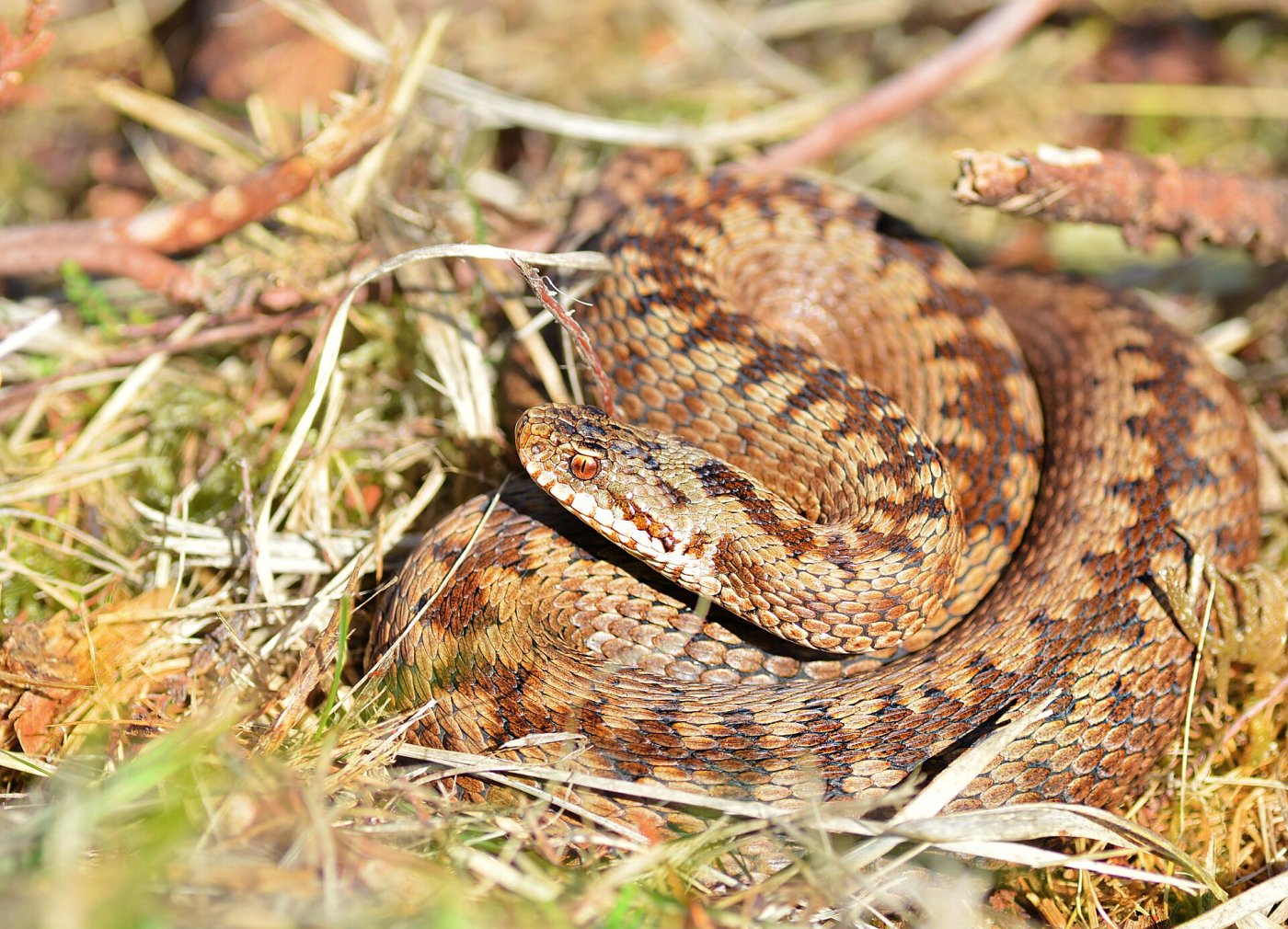 Foto: AlexandreRoux01 @flickr / Wikimedia Commons, CC SA 1.0 · https://commons.wikimedia.org/wiki/File:Vipera_berus_female.jpg