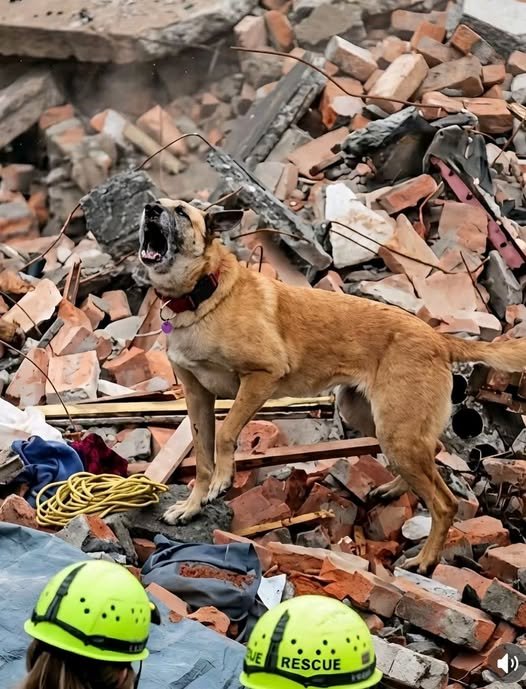 Pod troskami po zemetrasení v hrôze zomierajú ľudia. Niet techniky, nie sú ľudské zdroje