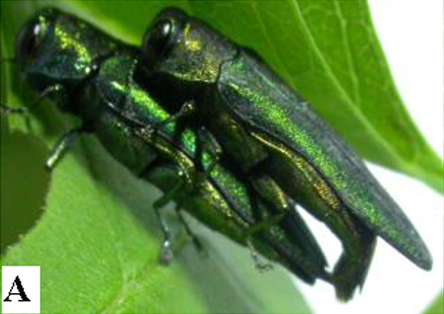 Fotografia 5
