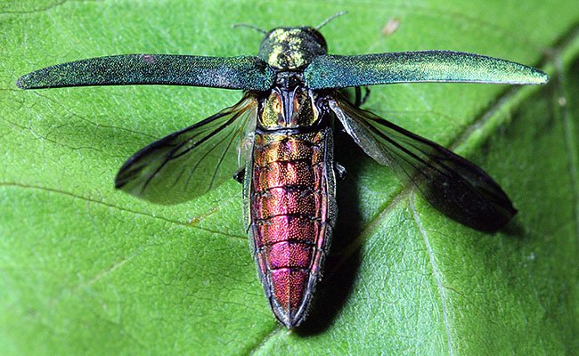 Foto: USDA-APHIS / Wikimedia Commons, Public domain · https://commons.wikimedia.org/wiki/File:EmeraldAshBorerdorsal.jpg