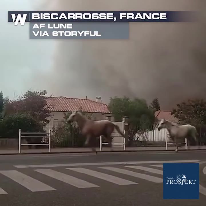 Jazdecké centrum vo Francúzsku bolo nútené vypustiť kone zo stajní, pretože ich na životoch ohrozoval požiar a nebolo už možné ich bezpečne premiestniť. Stalo sa tak 23. júla.kone, pretože boli evaku
