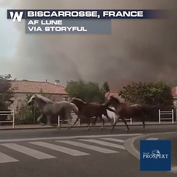 VIDEO Kone v panike utekali ulicami vo Francúzsku. Za ich chrbtami zúril mohutný požiar