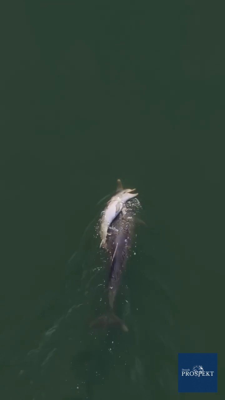 VIDEO Delfínia matka Fraggle prišla o mláďatko. To, ako prejavila smútok, láme srdcia