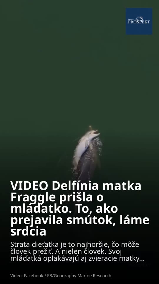 VIDEO Delfínia matka Fraggle prišla o mláďatko. To, ako prejavila smútok, láme srdcia